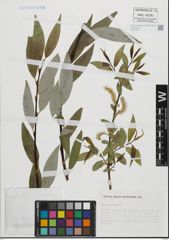 Foto von Salix fragilis L.